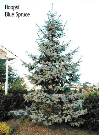 Hoopsi Spruce